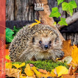 Calendrier 2027 Pictura - Hérisson - 16 x 16 cm
