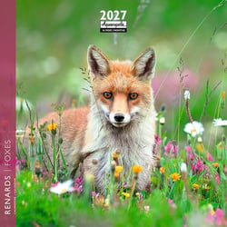 Calendrier 2027 Pictura - Renard - 16 x 16 cm