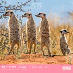 Calendrier 2027 Pictura - Drôles d'animaux - 30 x 30 cm