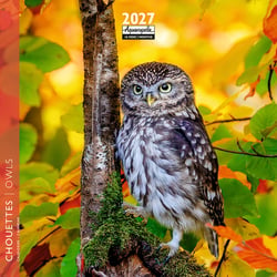 Calendrier 2027 Pictura - Chouettes - 16 x 16 cm