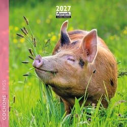 Calendrier 2027 Pictura - Cochons - 16 x 16 cm