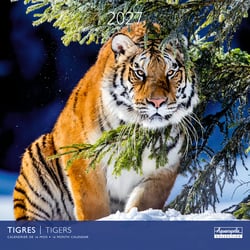 Calendrier 2027 Pictura - Tigres - 30 x 30 cm