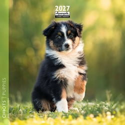 Calendrier 2027 Pictura - Chiots - 16 x 16 cm