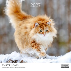 Calendrier 2027 Pictura - Chats - 30 x 30 cm