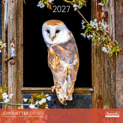 Calendrier 2027 Pictura - Chouettes - 30 x 30 cm