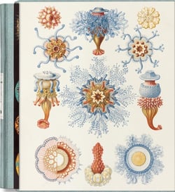 The Art and Science of Ernst Haeckel