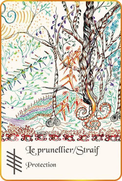 L'Ogham du bois sacré : Cartes Oracle