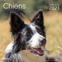 Calendrier Chiens (édition 2027)
