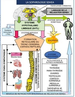 Sophrologie SDHEA - psychosomatique, respiration sophronique,relaxation SDHEA