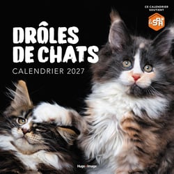 Calendrier mural : Drôles de chats (édition 2027)