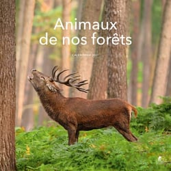 Animaux de nos forêts : Calendrier (édition 2027)