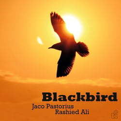 Blackbird / Edition Limitee Couleur Vert Translucide