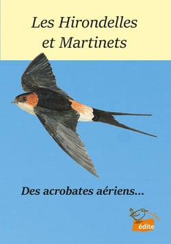 Les Hirondelles et Martinets : Des acrobates aériens