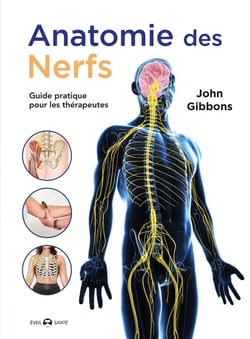 Anatomie des nerfs : Guide pratique pour les thérapeutes