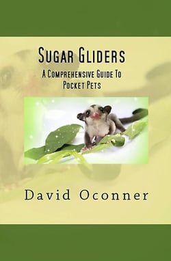 Sugar Gliders