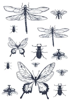 Transfert thermocollant Insecte - A4