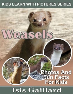 Weasels Photos and Fun Facts for Kids - Kids Learn With Pictures, #113