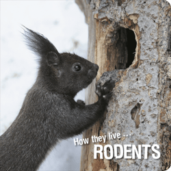 How they live... Rodents - Learn All There Is to Know About These Animals!