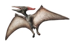 PTERANODON MUSEUM LINE PTERANODON MUSEUM LINE