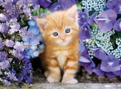 Puzzle 500 pièces - High Quality Collection - Ginger cat in flowers