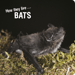 How they live... Bats - Learn All There Is to Know About These Animals!