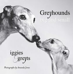 Greyhounds Big and Small - Iggies and Greyts