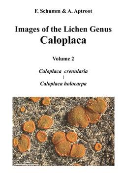 Images of the Lichen Genus Caloplaca, Vol 2 - Caloplaca crenularia, Caloplaca holocarpa