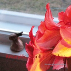 Amaryllis, ritarillinen kukka - Multasormen mietteet