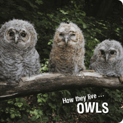 How they live... Owls - Learn All There Is to Know About These Animals!