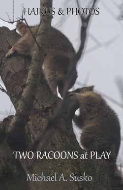 Haikus and Photos: Two Racoons at Play - Nature Haikus &amp; Photos, #3