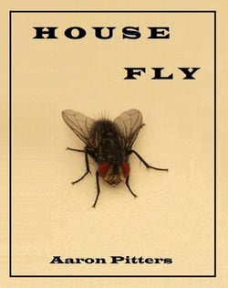 House Fly