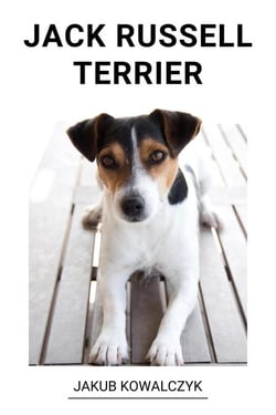 Jack Russell Terrier
