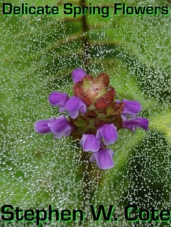 Delicate Spring Flowers