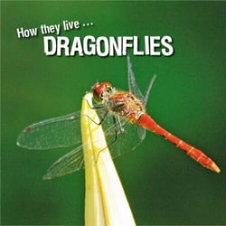 How they live... Dragonflies - Learn All There Is to Know About These Animals!