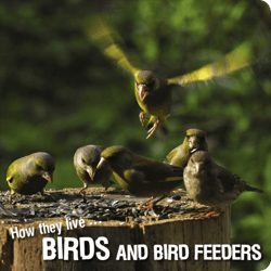 How they live... Birds - Learn All There Is to Know About These Animals!