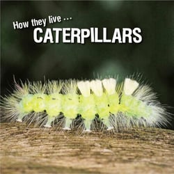How they live... Caterpillars - Learn All There Is to Know About These Animals!