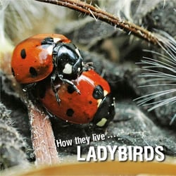 How they live... Ladybirds - Learn All There Is to Know About These Animals!