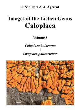 Images of the Lichen Genus Caloplaca, Vol 3 - Caloplaca holocarpa, Caloplaca pulicarioides