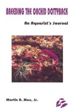 Breeding the Orchid Dottyback, Pseudochromis Fridmani - An Aquarist's Journal