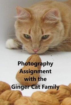 Photography Assignment With the Ginger Cat Family - Ginger Cat Family, #5