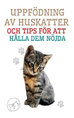 Uppfödning av Huskatter och Tips för att Hålla dem Nöjda