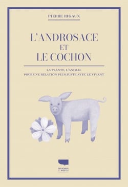 L'androsace et le cochon