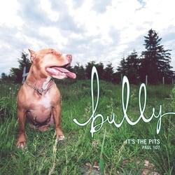 Bully - It's the Pits