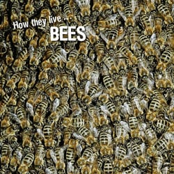 How they live... Bees - Learn All There Is to Know About These Animals!