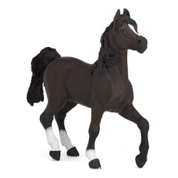 CHEVAL ARABE CHEVAL ARABE