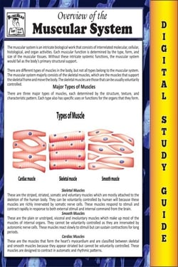 Muscular System ( Blokehead Easy Study Guide) - The Blokehead Success Series