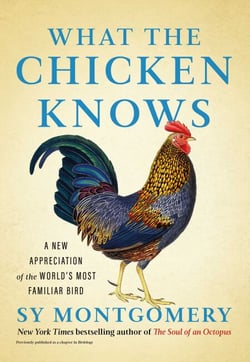 What the Chicken Knows - A New Appreciation of the World's Most Familiar Bird