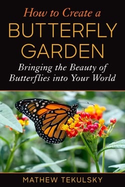 How to Create a Butterfly Garden - Bringing the Beauty of Butterflies into Your World