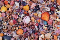 1000P COQUILLAGES Piatnik