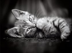 Puzzle 1000 pièces - High Quality Collection - Kitty